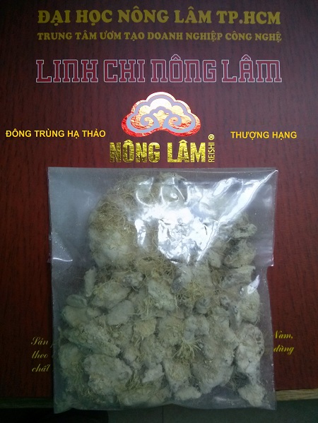 Đông trùng hạ thảo Nông Lâm